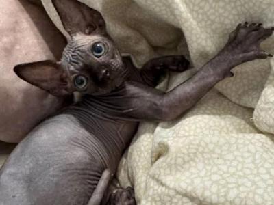 Lima - Sphynx - Gallery Photo #1