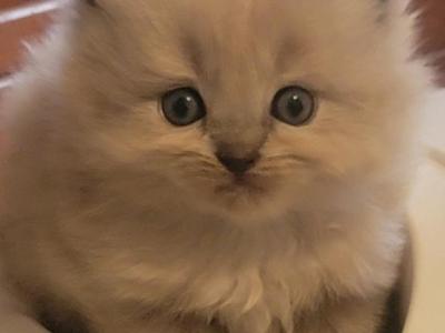 Mink Litter Update - Ragdoll - Gallery Photo #1