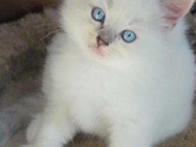 Traditional Litter Update - Ragdoll - Gallery Photo #1