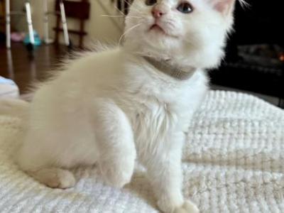 Ragdolls Kittens - Ragdoll - Gallery Photo #1