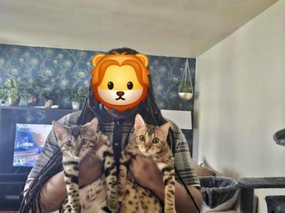 King Solomon And Queen Sheba - Bengal - Gallery Photo #1