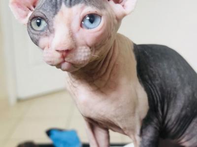 Zeus - Sphynx - Gallery Photo #1