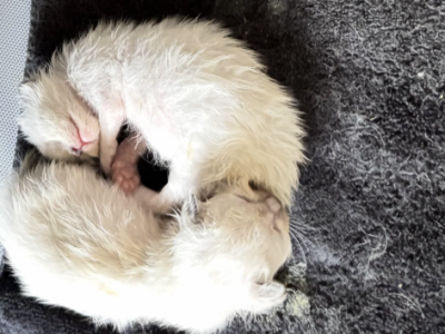 Pricilla Baby - Ragdoll - Gallery Photo #1