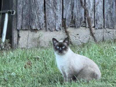 Blaze - Siamese - Gallery Photo #1