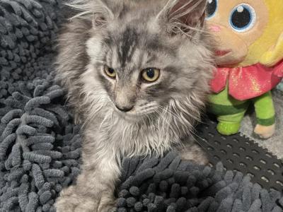 Simon Polydactyl - Maine Coon - Gallery Photo #1