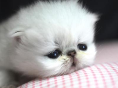 Chinchilla Silvers - Persian - Gallery Photo #1