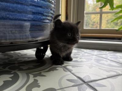 Mike - American Shorthair - Gallery Photo #1