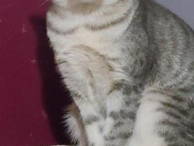 Charcoal - Savannah - Gallery Photo #1