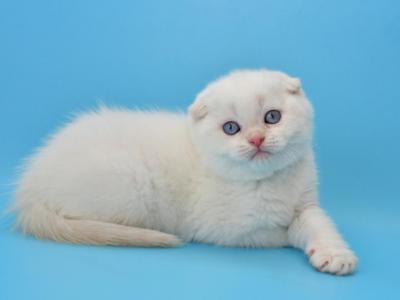 Leon - Scottish Fold - Gallery Photo #1
