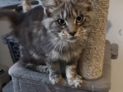 Smoky - Maine Coon - Gallery Photo #1
