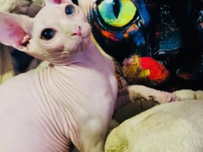 Noodle For Adoption - Sphynx - Gallery Photo #1