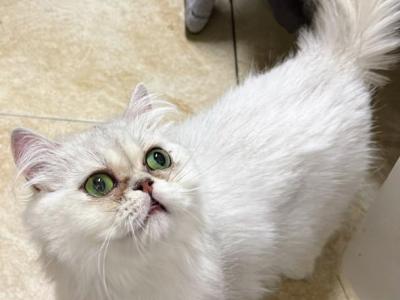 Georgia - Persian - Gallery Photo #1