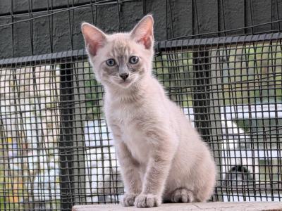 Bengal Kittens - Bengal - Gallery Photo #1