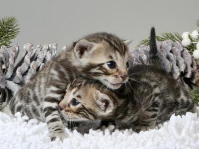Happy & Playful - Bengal - Gallery Photo #1