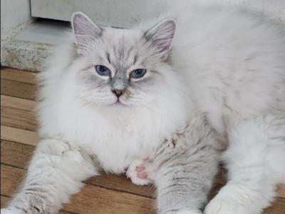 King - Siberian - Gallery Photo #1