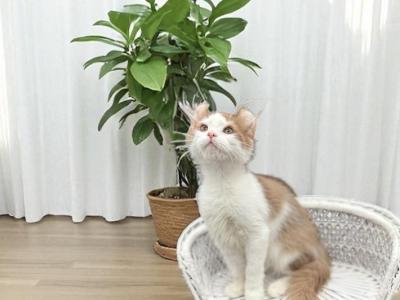 Indri - Munchkin - Gallery Photo #1