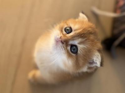 Scottish Fold Straight - Scottish Fold - Gallery Photo #1