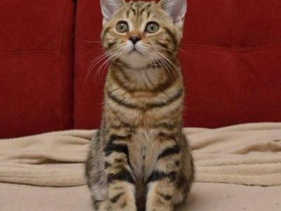 Jerry - Scottish Straight - Gallery Photo #1