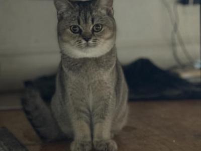 Kitty C - Scottish Straight - Gallery Photo #1