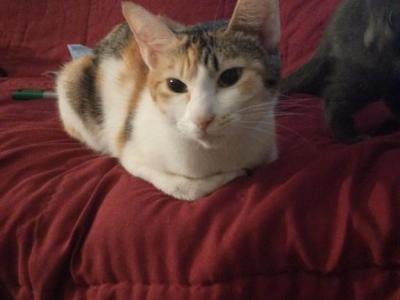 Lucy - American Shorthair - Gallery Photo #1