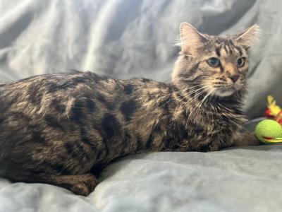 SOPHIE CASHMERE BENGAL RETIRED SPAYED - Bengal - Gallery Photo #1