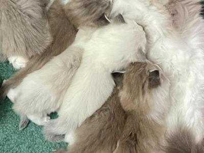 Sarah Bunch - Ragdoll - Gallery Photo #1