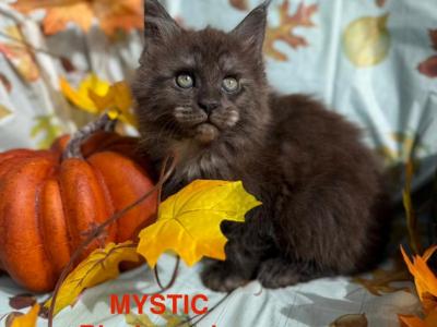 MYSTIC - Maine Coon - Gallery Photo #1