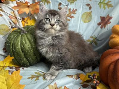 MAC - Maine Coon - Gallery Photo #1