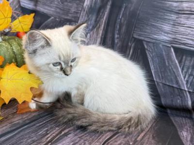 SASHA - Ragdoll - Gallery Photo #1