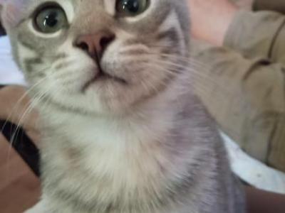 Zeus - Bengal - Gallery Photo #1