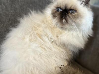 Betty Sue - Persian - Gallery Photo #1
