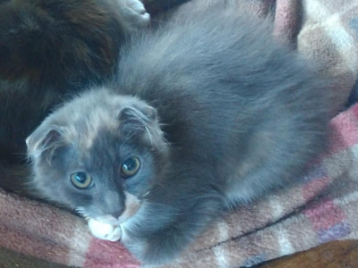 Scottish Fold Watercolor Torte Female - Scottish Fold - Gallery Photo #1