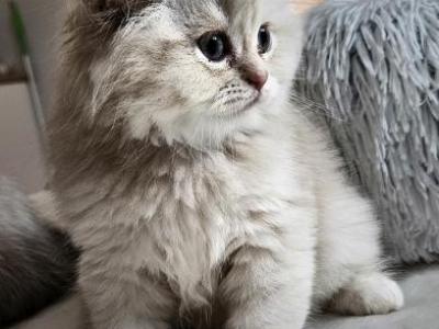 Golden Chinchilla - Scottish Fold - Gallery Photo #1