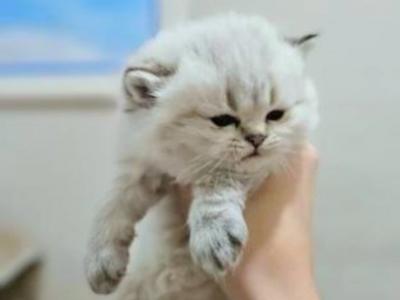 Silver Chinchilla - British Shorthair - Gallery Photo #1