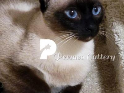 Thai Kittens Wichienmaat Siamese - Siamese - Gallery Photo #1
