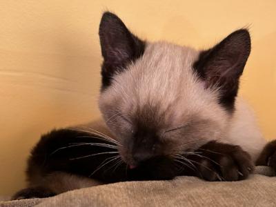 New Litter Siamese Kittens Ready All Color Points - Siamese - Gallery Photo #1