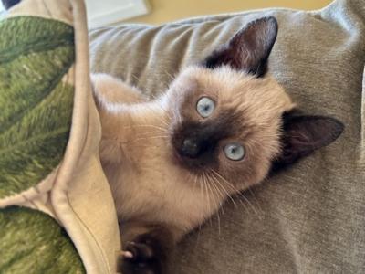 New Litter Siamese Kittens Ready All Color Points - Siamese - Gallery Photo #1