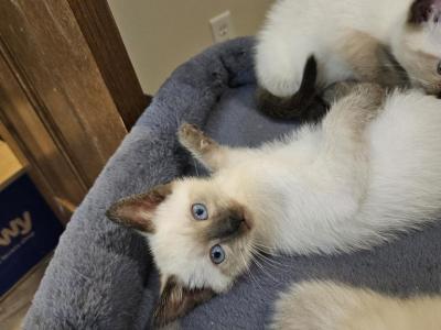 Sissy Ready NOW - Siamese - Gallery Photo #1