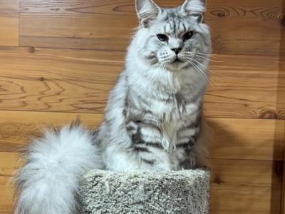 Jasper - Maine Coon - Gallery Photo #1