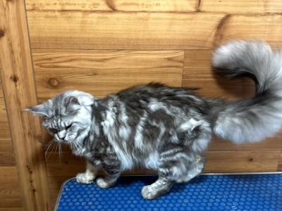 Jasper - Maine Coon - Gallery Photo #1