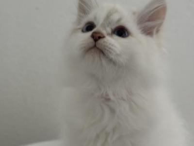 Siberian Kittens Available - Siberian - Gallery Photo #1
