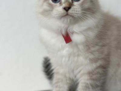 Siberian Available Kittens - Siberian - Gallery Photo #1