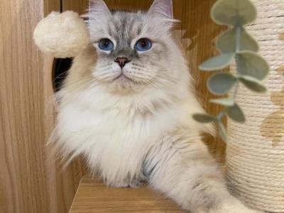 Siberian Adults Available - Siberian - Gallery Photo #1