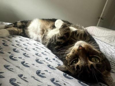 Marlow Outerspaceanimalrescue - American Shorthair - Gallery Photo #1