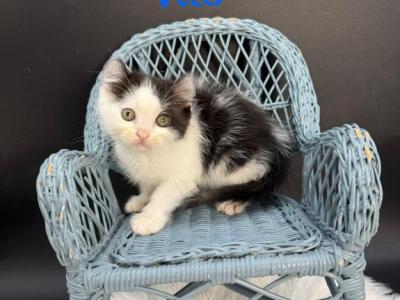 Vito - American Curl - Gallery Photo #1