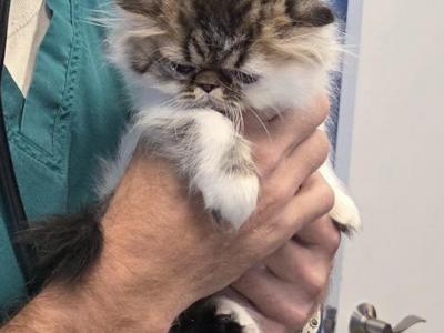 Precious Persian Calico - Persian - Gallery Photo #1