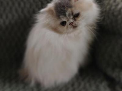 Persian Dilute Calico - Persian - Gallery Photo #1