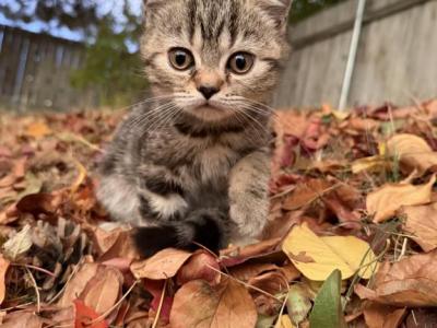 Matcha Kittens Litter - British Shorthair - Gallery Photo #1