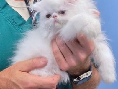 CFA Persian Female White - Persian - Gallery Photo #1