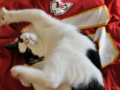 Blake - Ragdoll - Gallery Photo #1